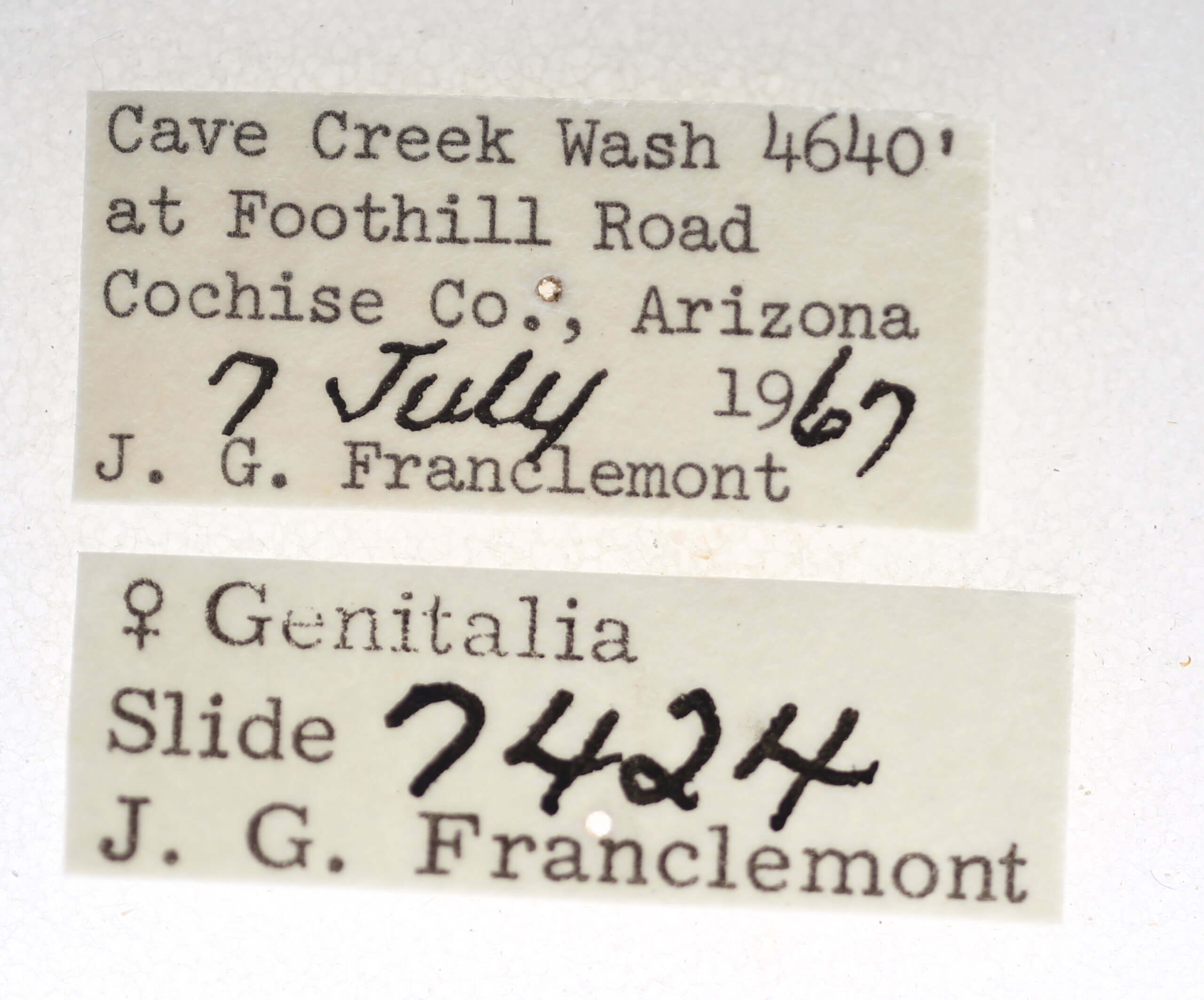 label view of adult Marathyssa minus