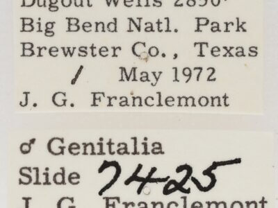 genitalia view of adult Marathyssa minus