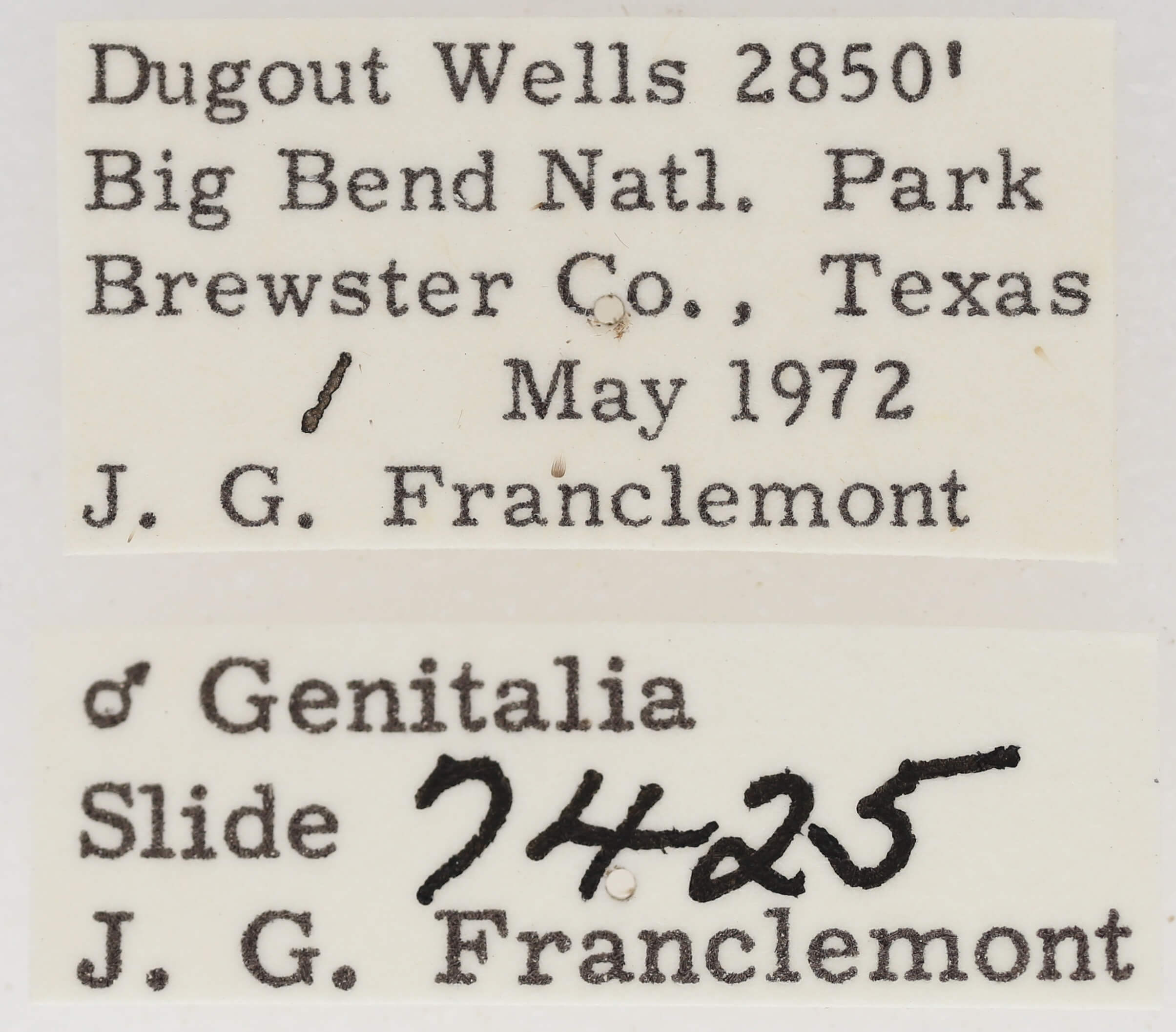 genitalia view of adult Marathyssa minus