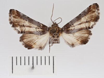 dorsal view of adult Marathyssa minus