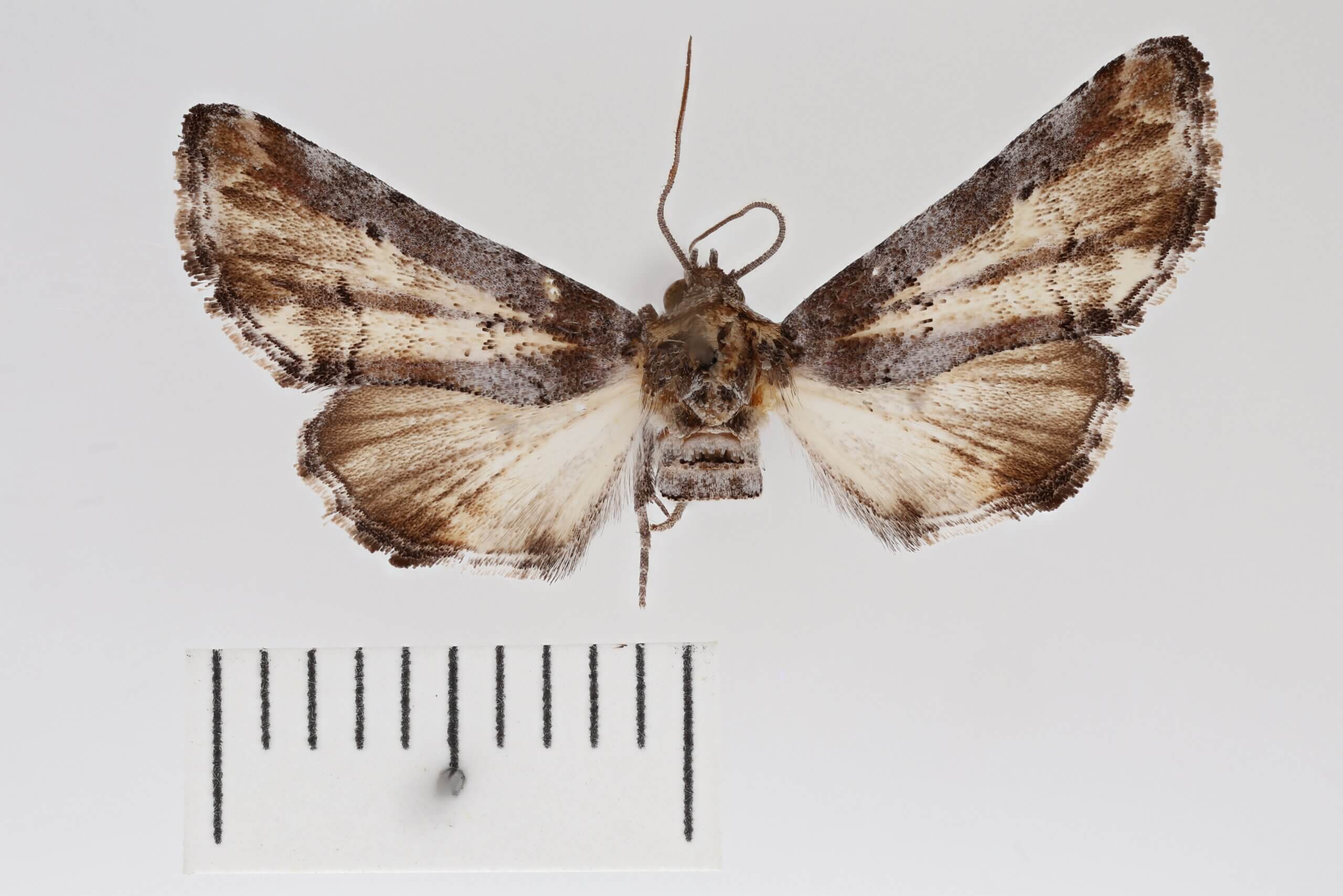 dorsal view of adult Marathyssa minus