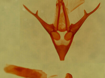 genitalia view of adult Marathyssa minus