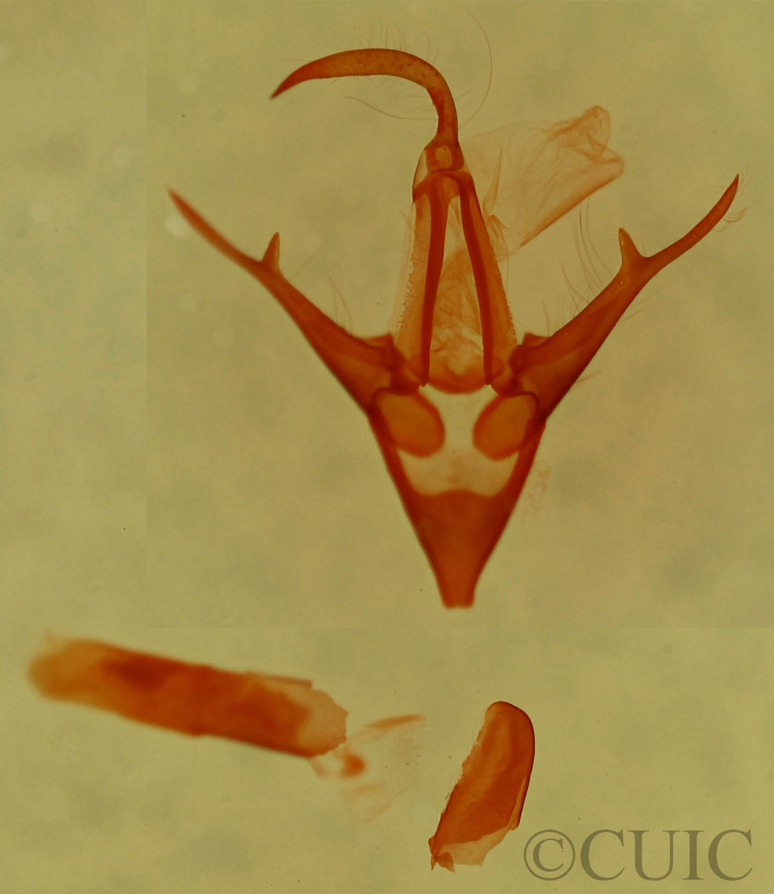 genitalia view of adult Marathyssa minus