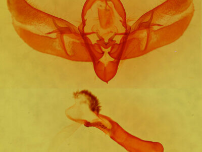 genitalia view of adult Diarsia intermixta