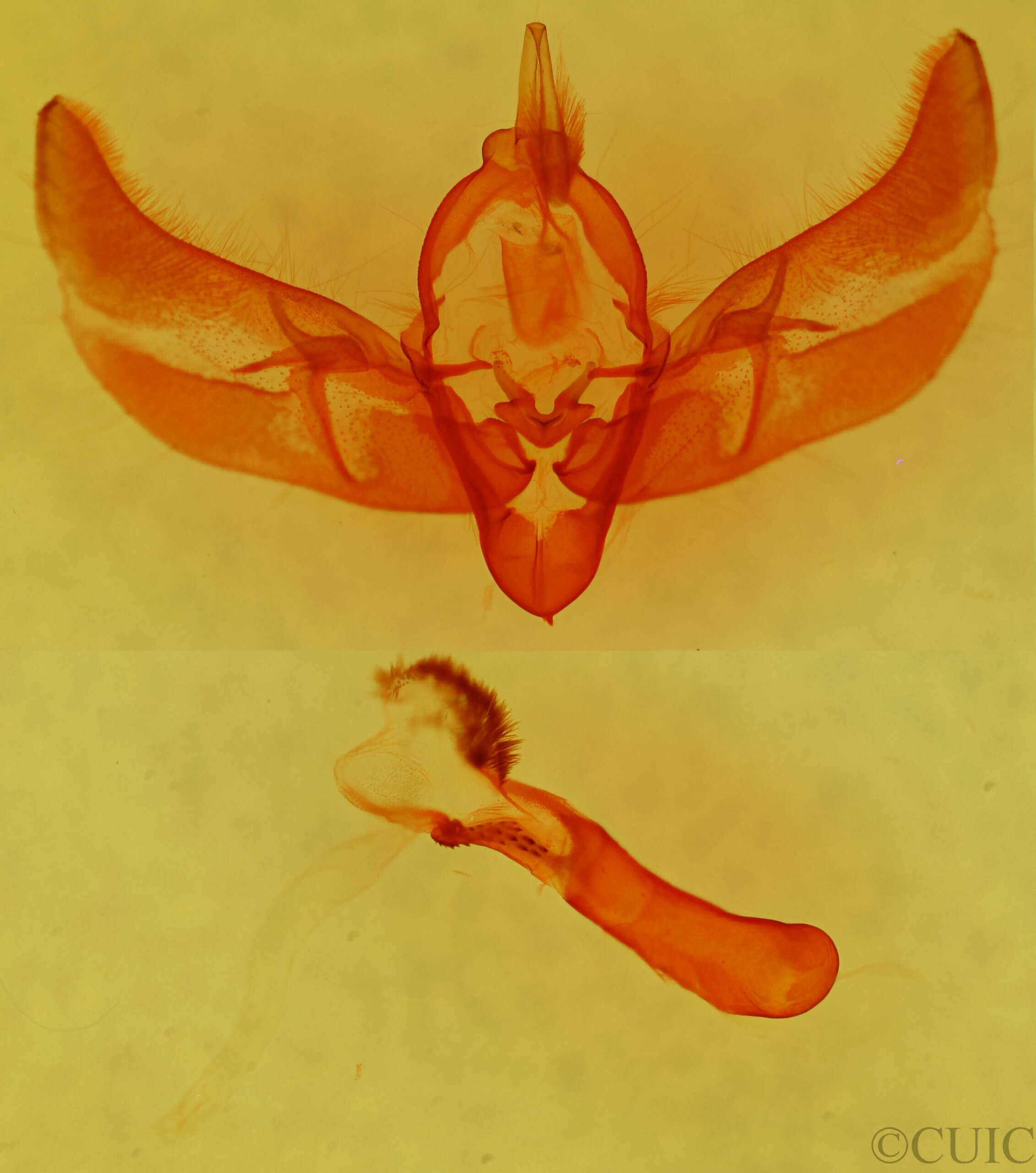 genitalia view of adult Diarsia intermixta