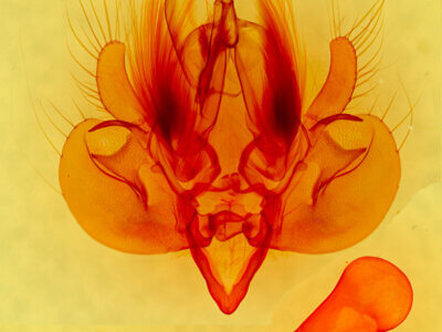 genitalia view of adult Leucania sp.