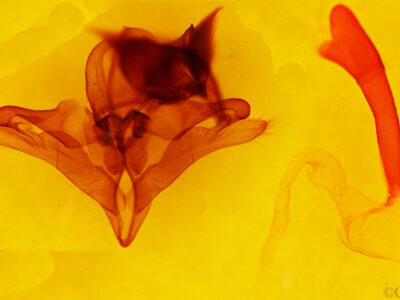 genitalia view of adult Pseudohemihyalea labecula