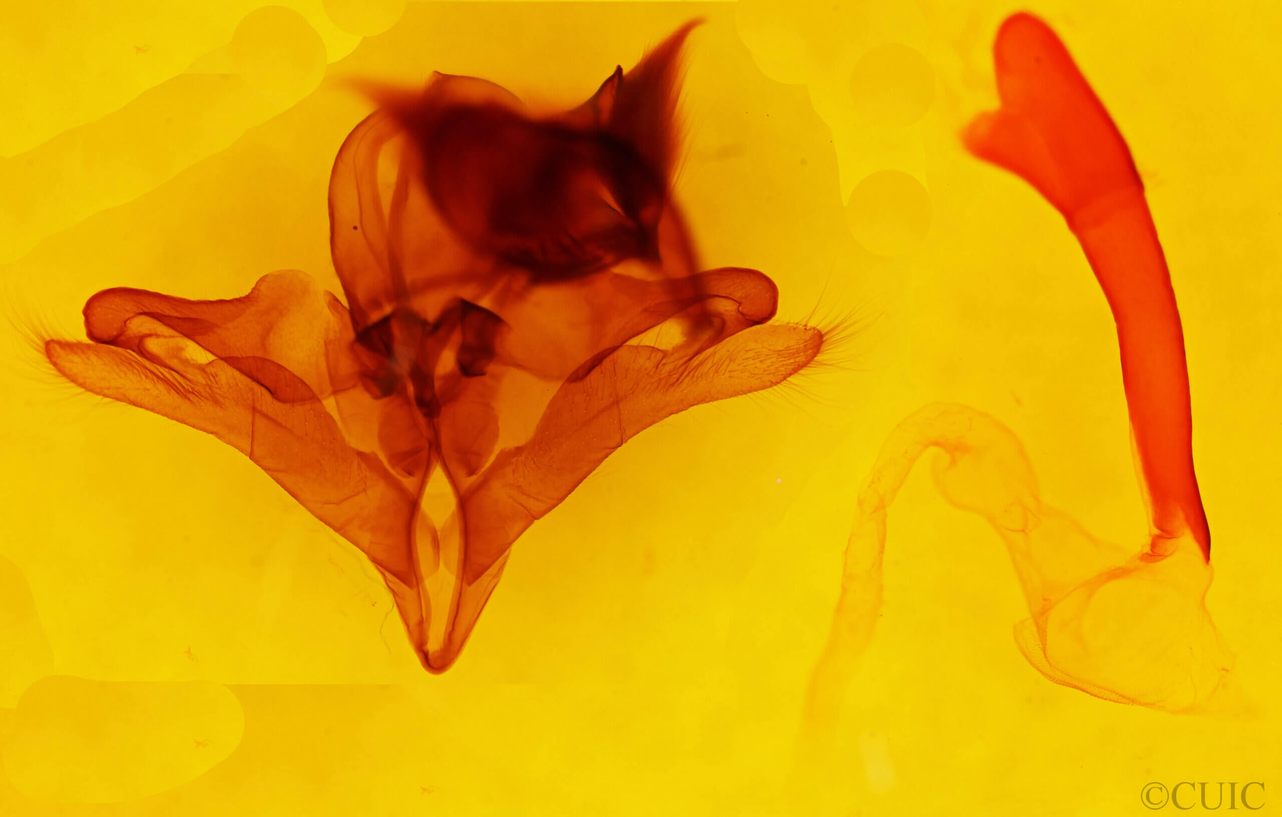 genitalia view of adult Pseudohemihyalea labecula