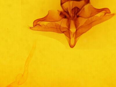 genitalia view of adult Pseudohemihyalea labecula