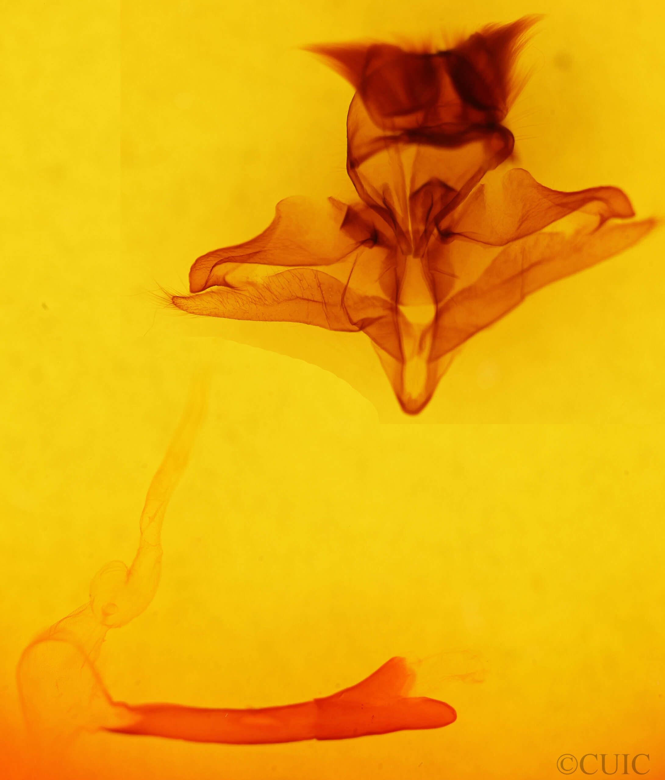 genitalia view of adult Pseudohemihyalea labecula