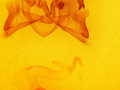 genitalia view of adult Pseudohemihyalea labecula