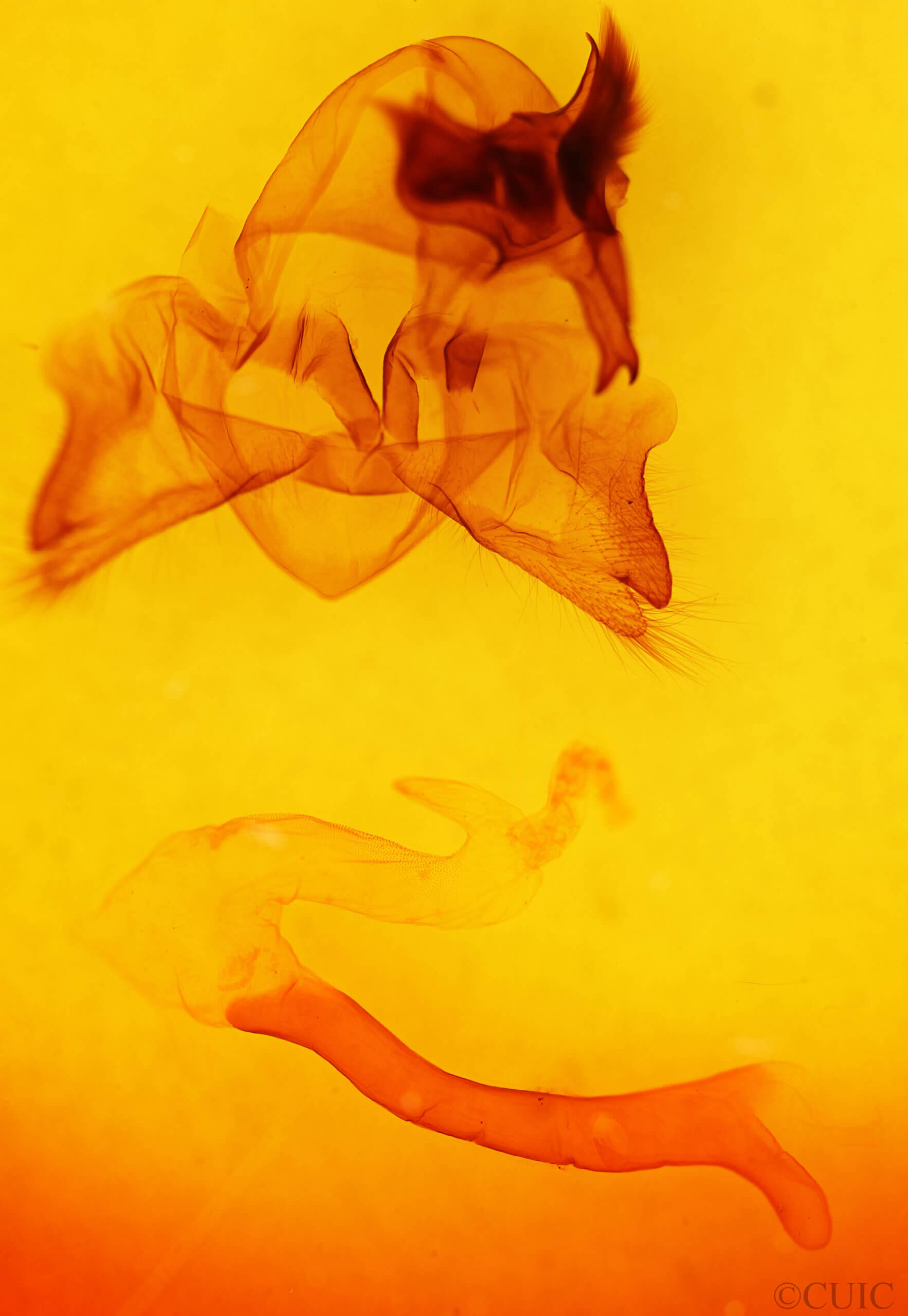 genitalia view of adult Pseudohemihyalea labecula