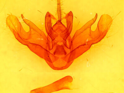 genitalia view of adult Amastus cornea