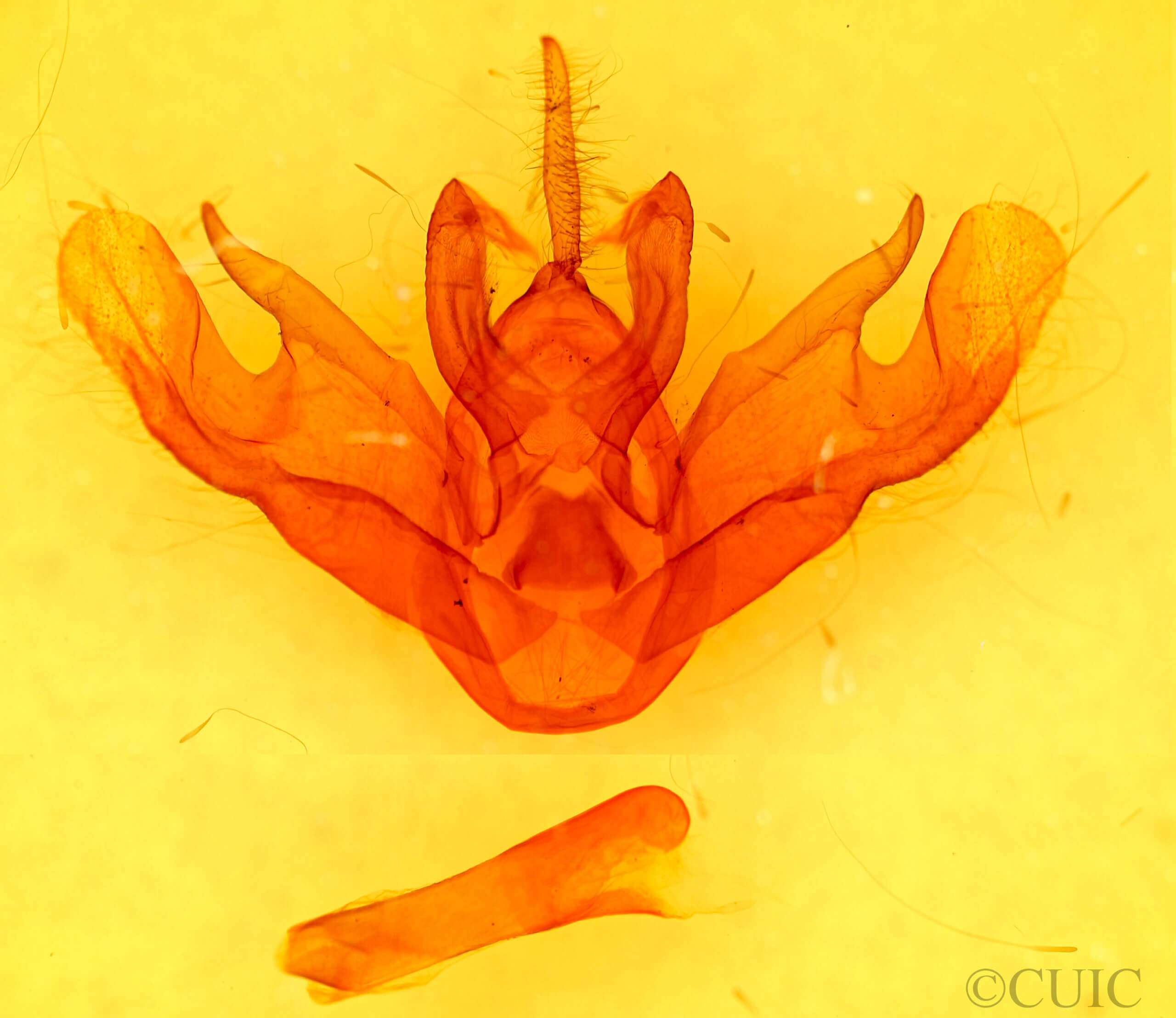 genitalia view of adult Amastus cornea