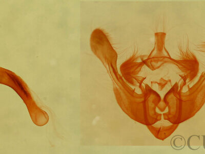 genitalia view of adult Photedes captiuncula
