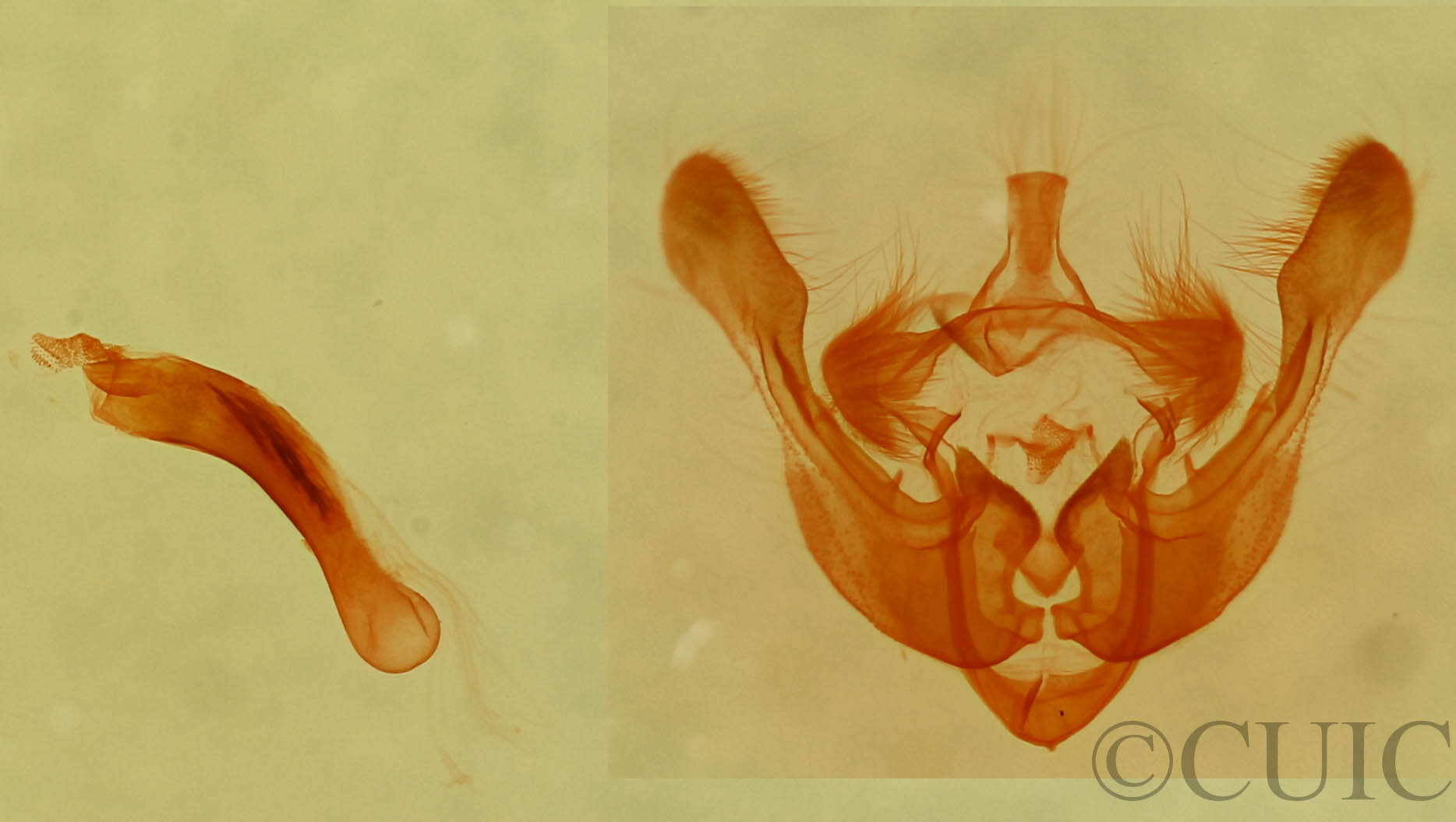 genitalia view of adult Photedes captiuncula