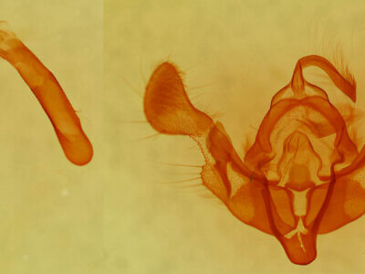 genitalia view of adult Eremobia ochroleuca