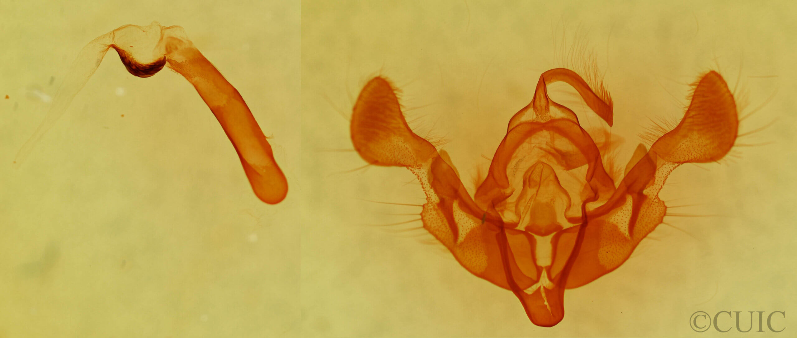 genitalia view of adult Eremobia ochroleuca