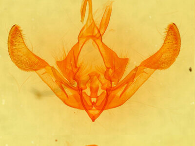 genitalia view of adult Parastichtis suspecta