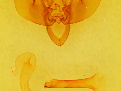 genitalia view of adult Leucania dorsalis