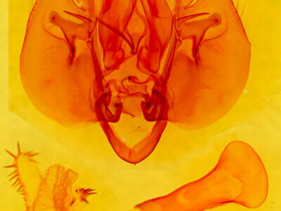 genitalia view of adult Leucania infatuans