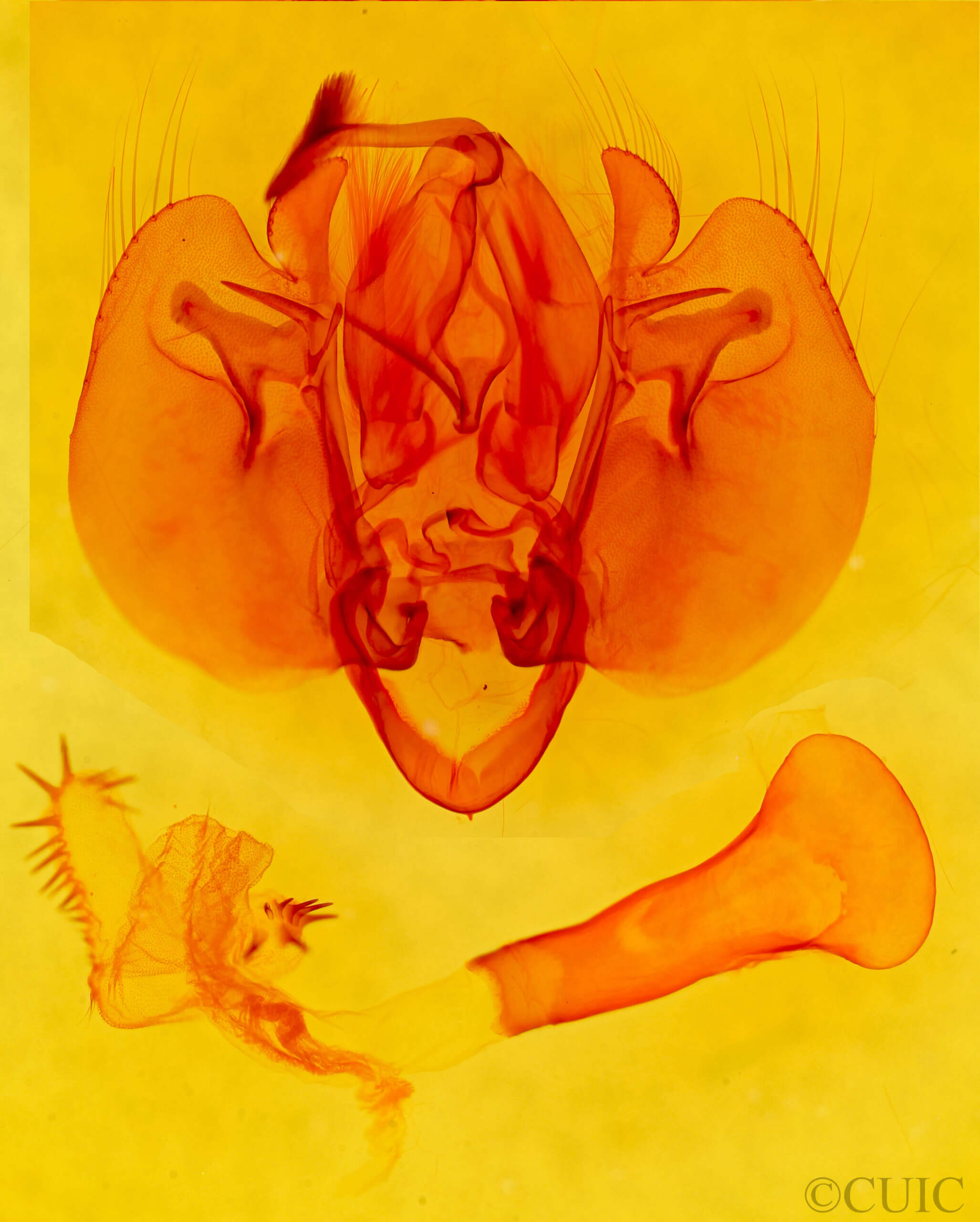 genitalia view of adult Leucania infatuans