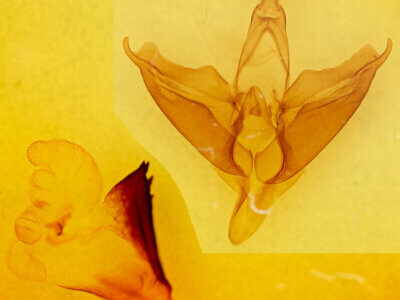 genitalia view of adult Apantesis sp.