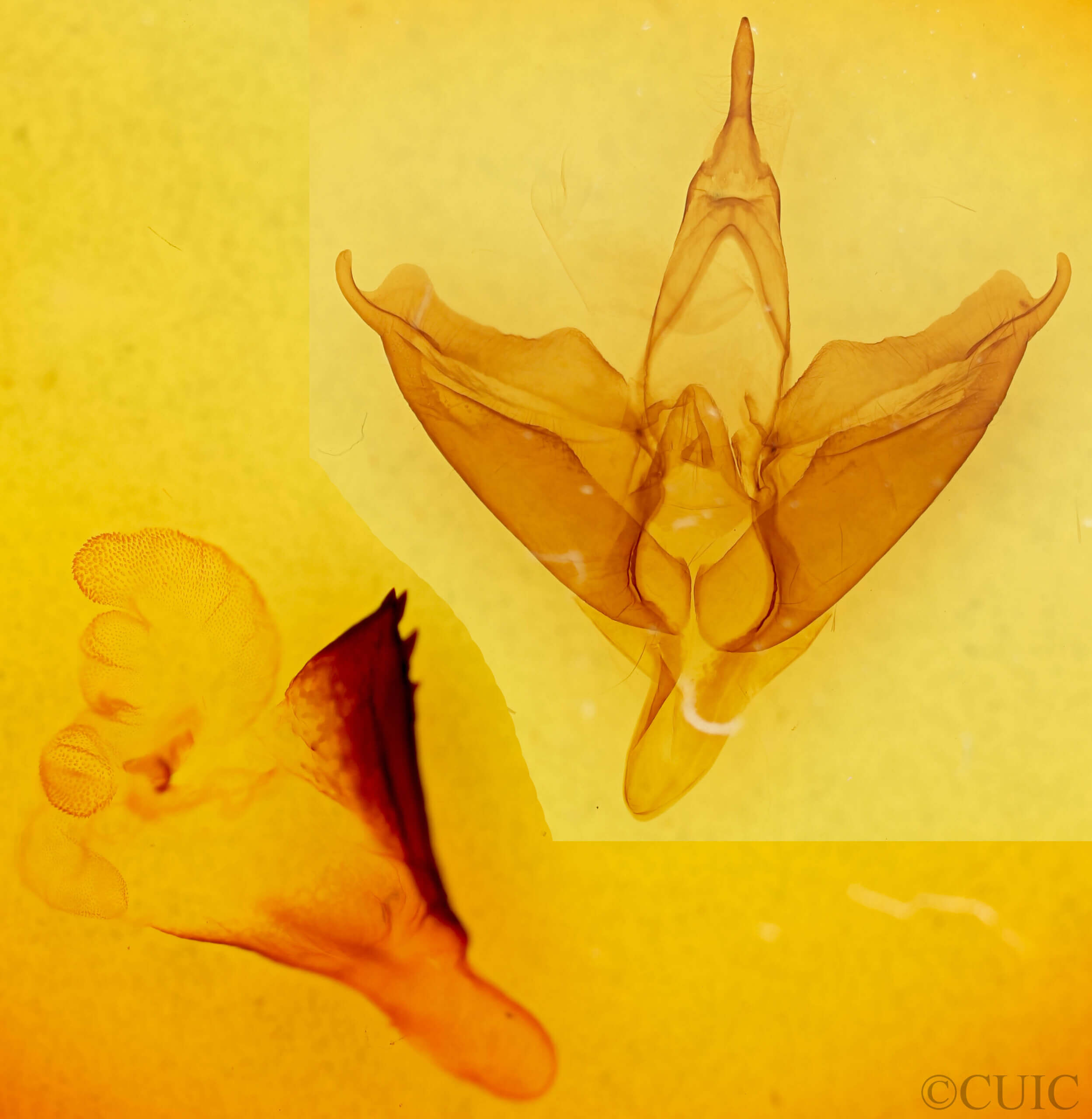 genitalia view of adult Apantesis sp.