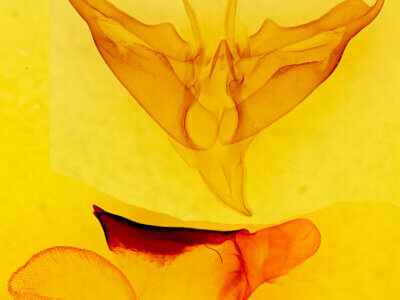 genitalia view of adult Apantesis sp.