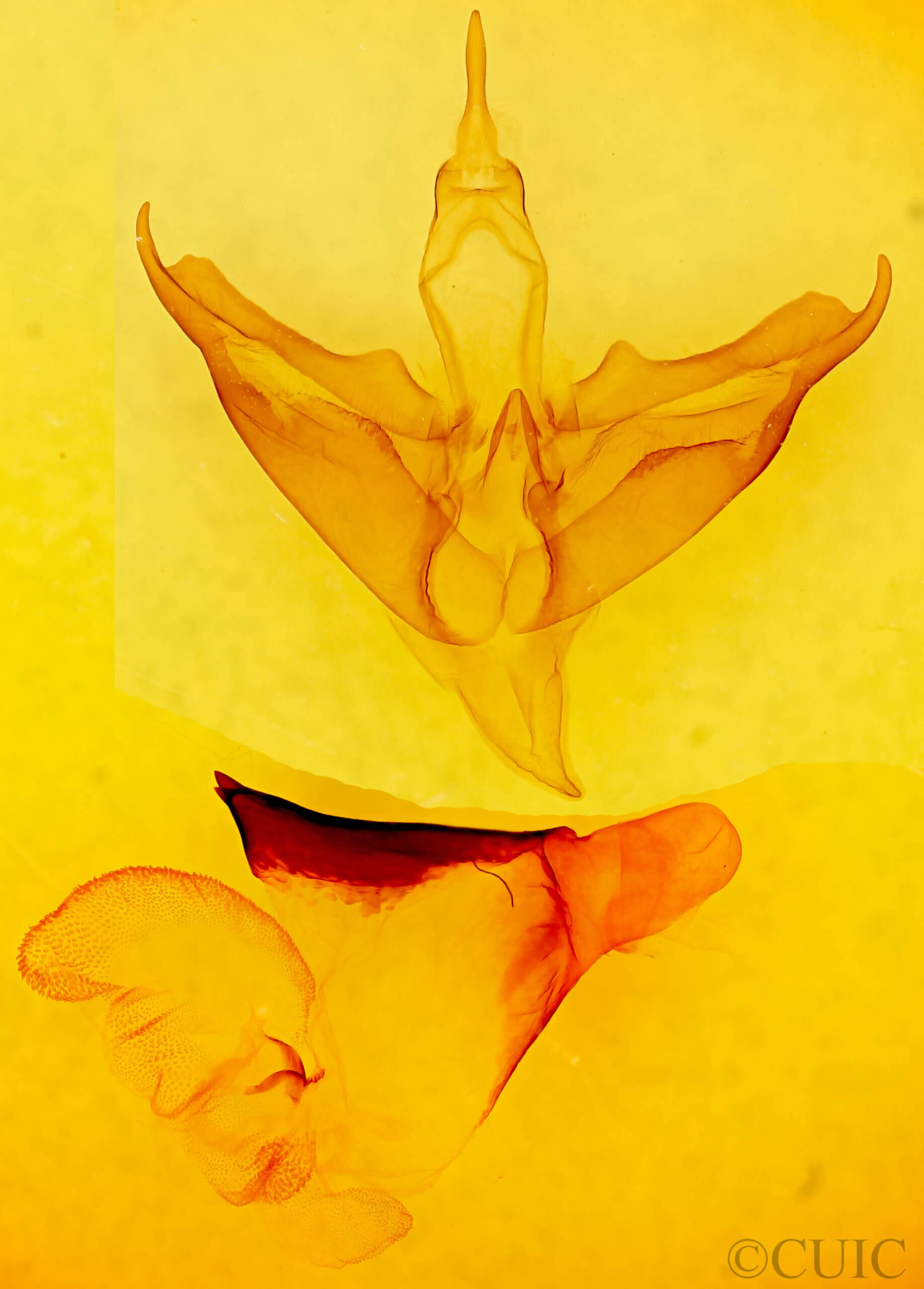 genitalia view of adult Apantesis sp.