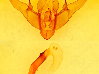 genitalia view of adult Pseudohermonassa tenuicula