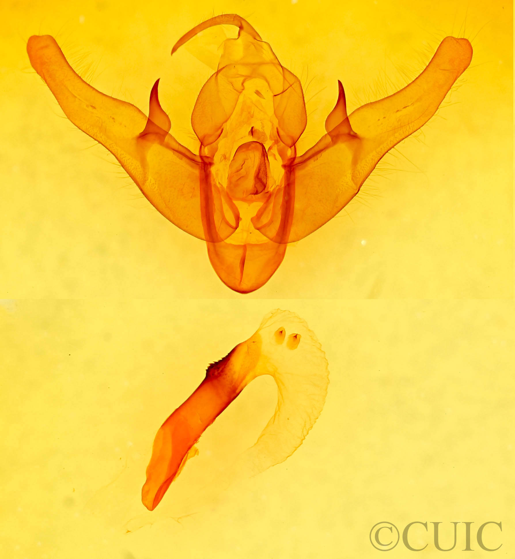 genitalia view of adult Pseudohermonassa tenuicula