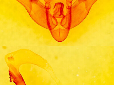 genitalia view of adult Pseudohermonassa tenuicula