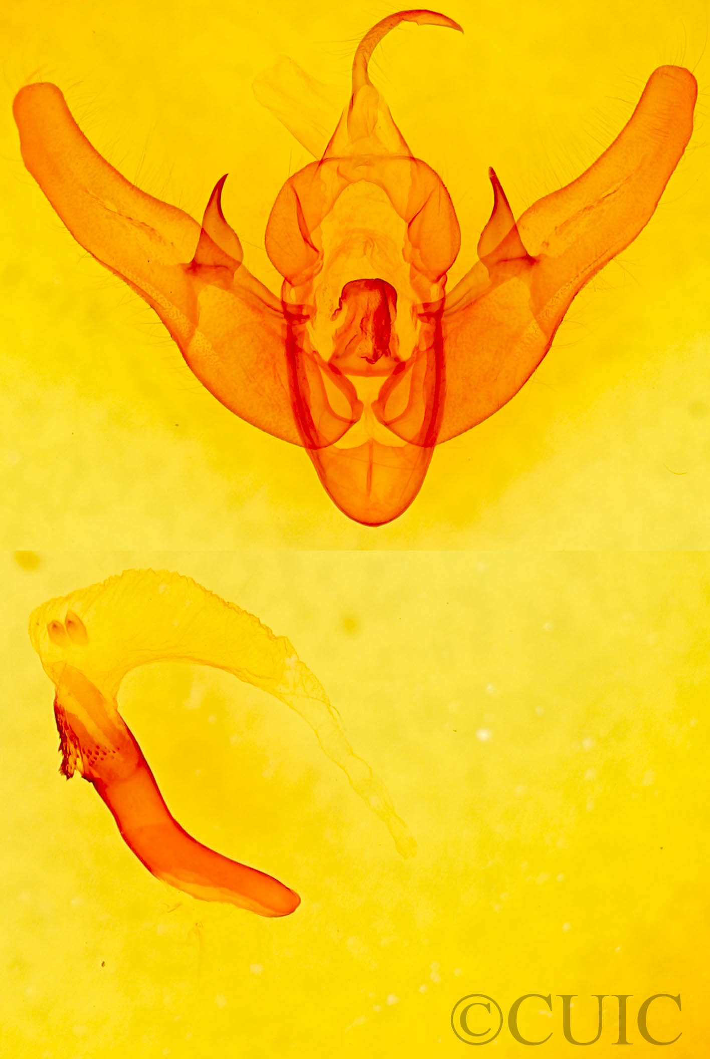 genitalia view of adult Pseudohermonassa tenuicula