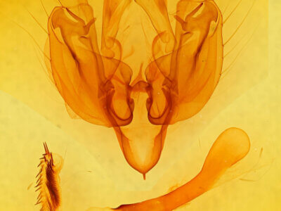 genitalia view of adult Leucania oaxacana?