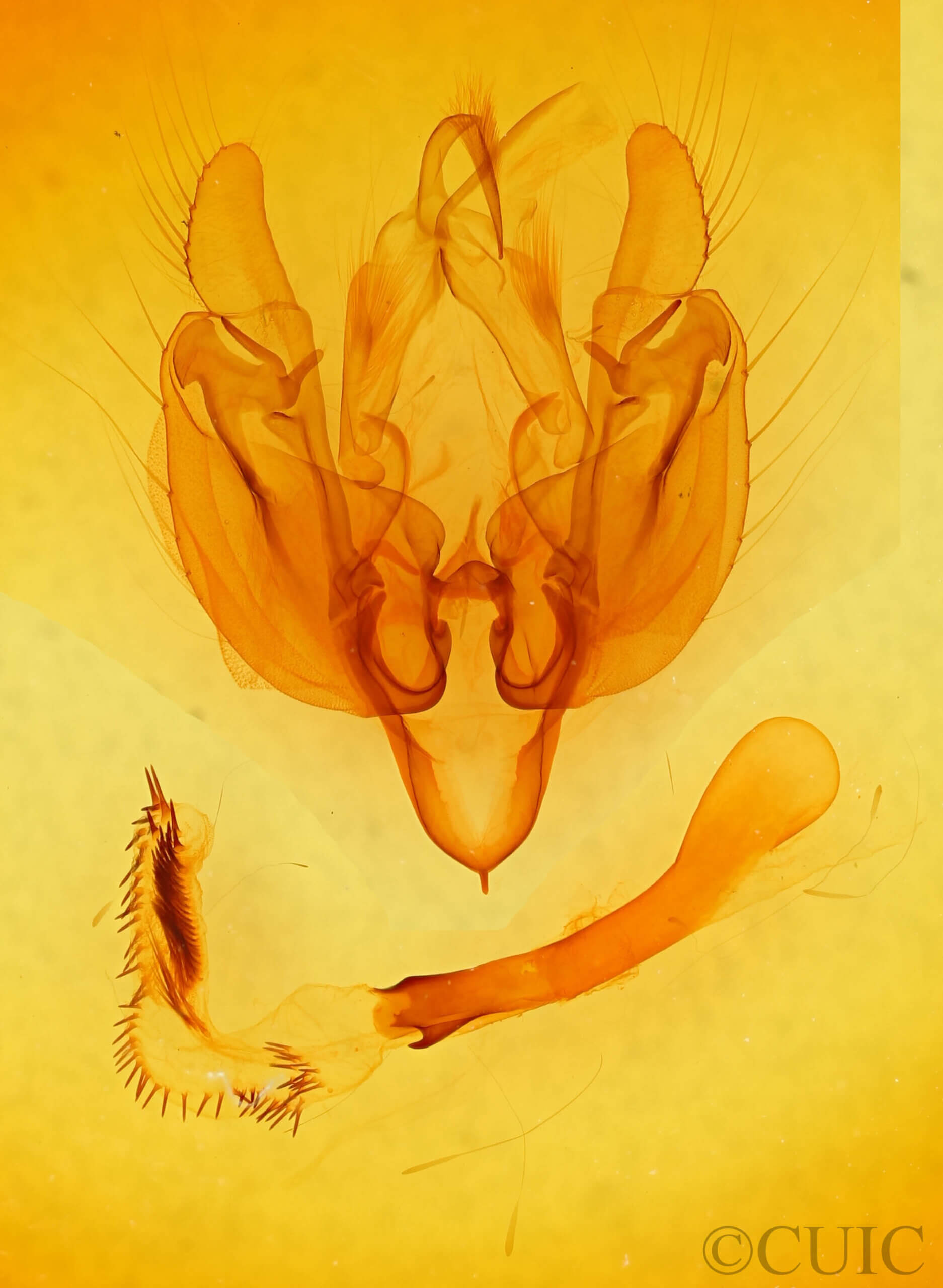 genitalia view of adult Leucania oaxacana?