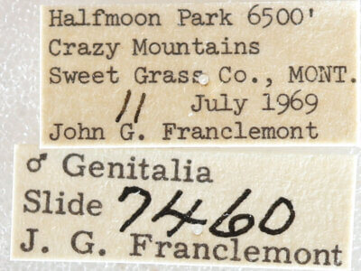 label view of adult Xestia oblata