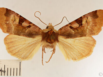 dorsal view of adult Xestia oblata