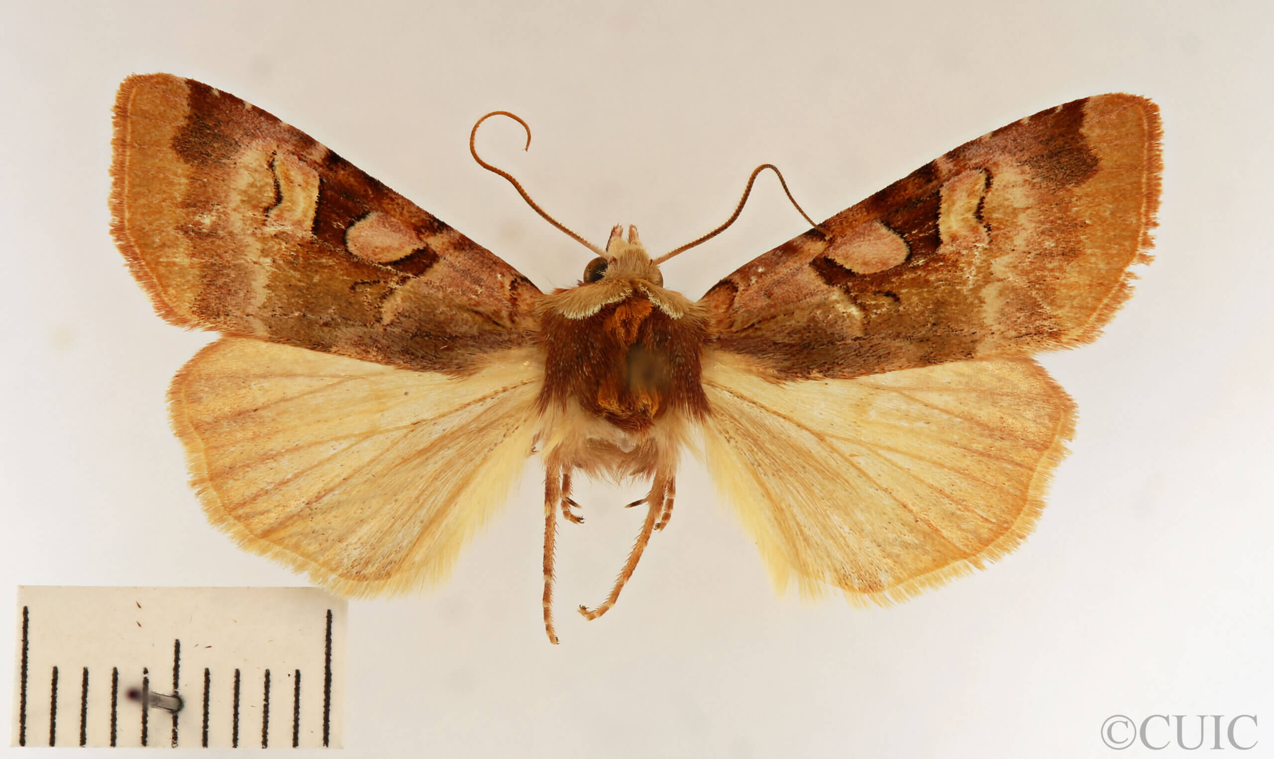 dorsal view of adult Xestia oblata