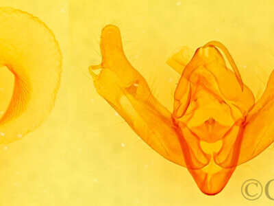 genitalia view of adult Xestia oblata