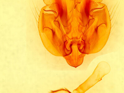 genitalia view of adult Leucania phragmitidicola