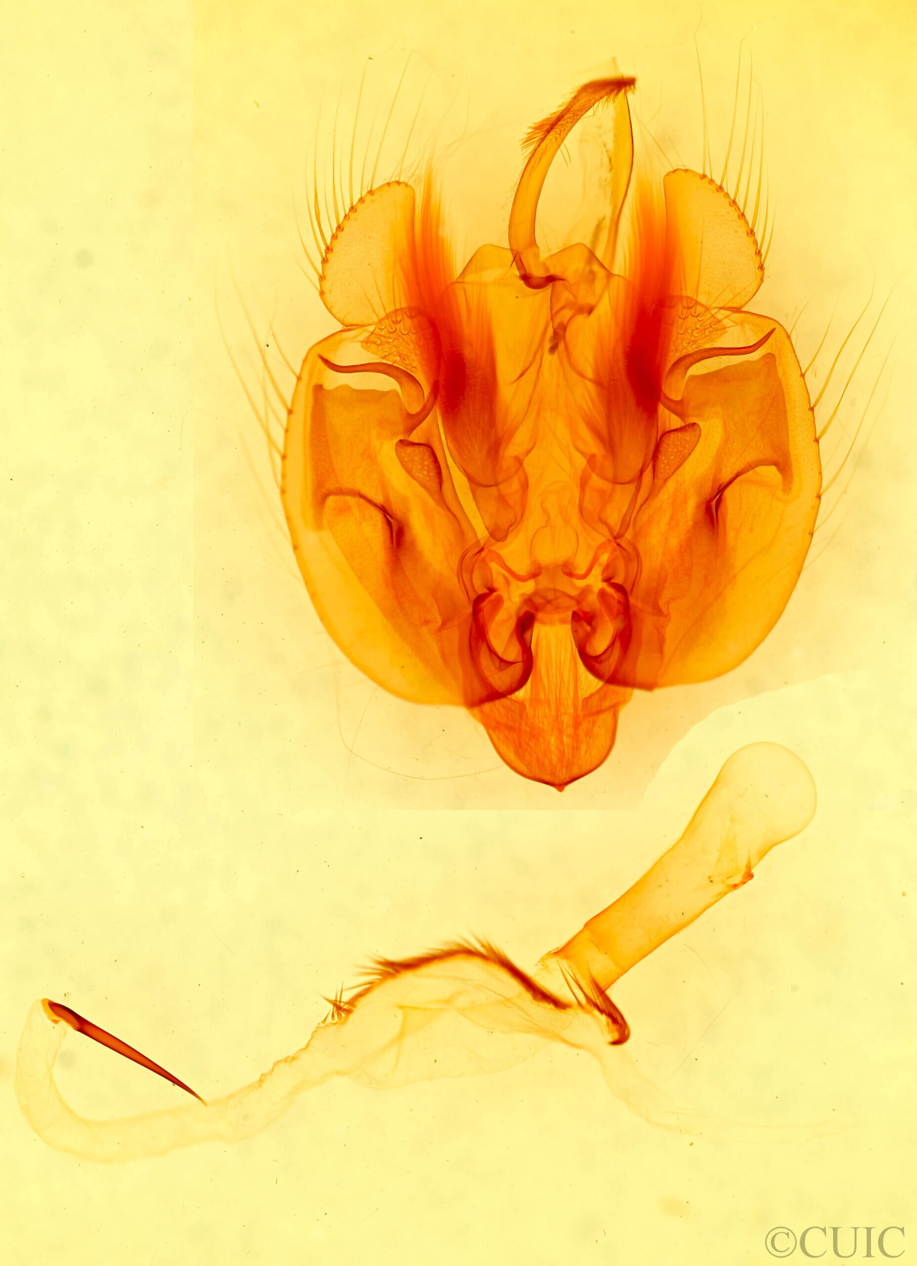 genitalia view of adult Leucania phragmitidicola