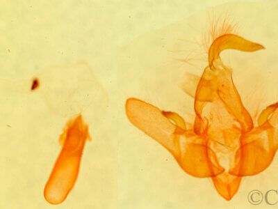 genitalia view of adult Cosmia sp.