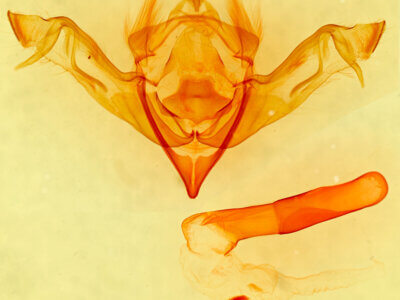 genitalia view of adult Eupsilia n. sp.