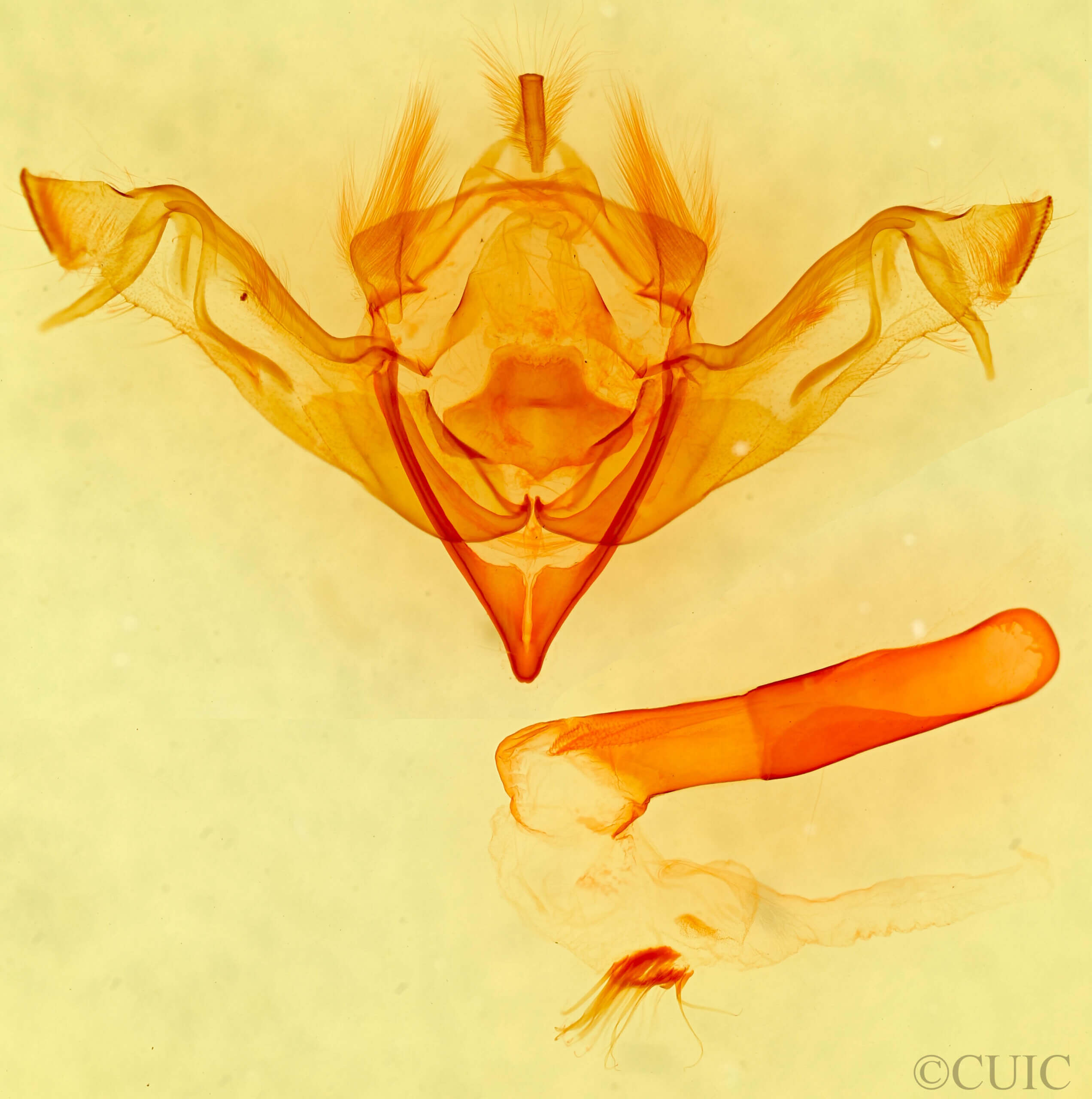 genitalia view of adult Eupsilia n. sp.