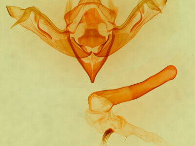 genitalia view of adult Eupsilia n. sp.