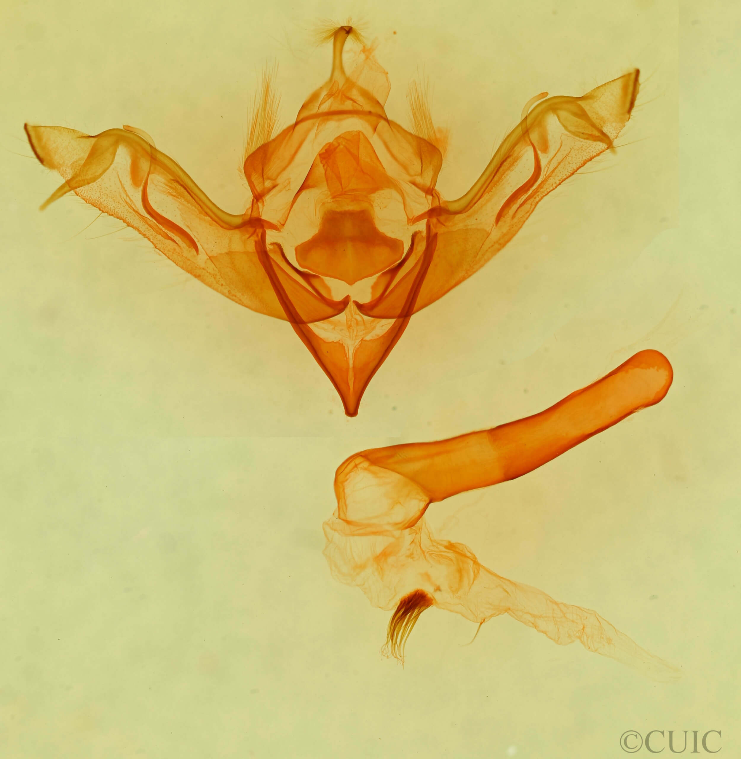 genitalia view of adult Eupsilia n. sp.