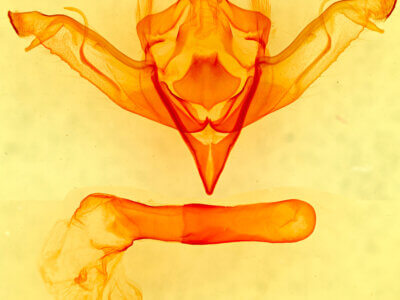 genitalia view of adult Eupsilia sidus