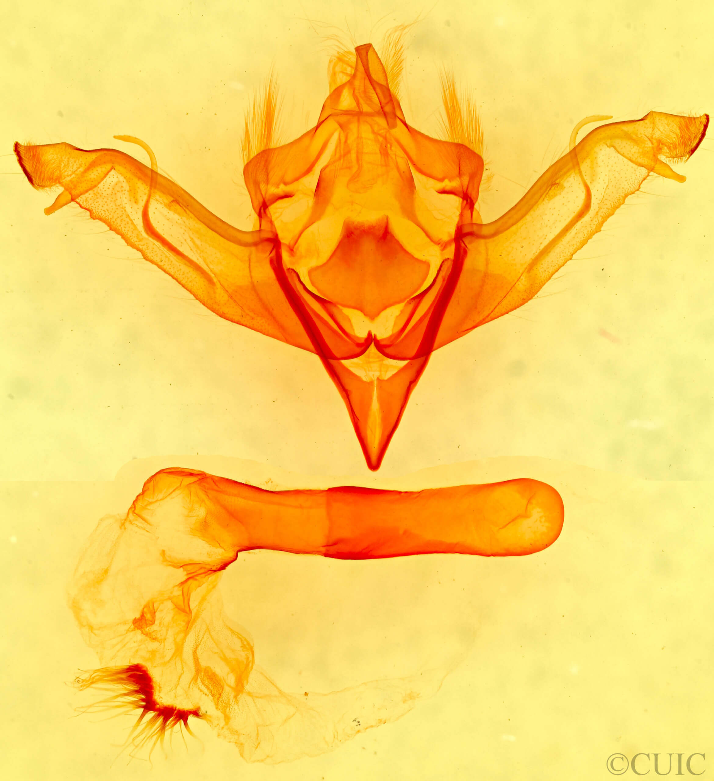 genitalia view of adult Eupsilia sidus