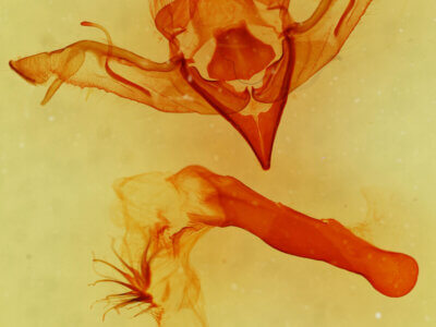 genitalia view of adult Eupsilia sidus